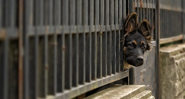 fence_dog