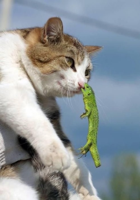 lizard_vs_cat