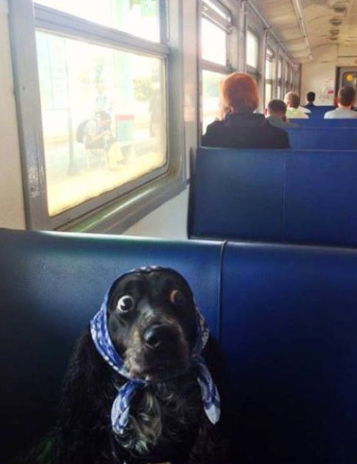 funny-dog-train-scarf-walk-surprise2